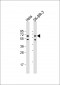 AMPK alpha 1 Antibody (C-term)